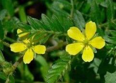 Phytothérapie
